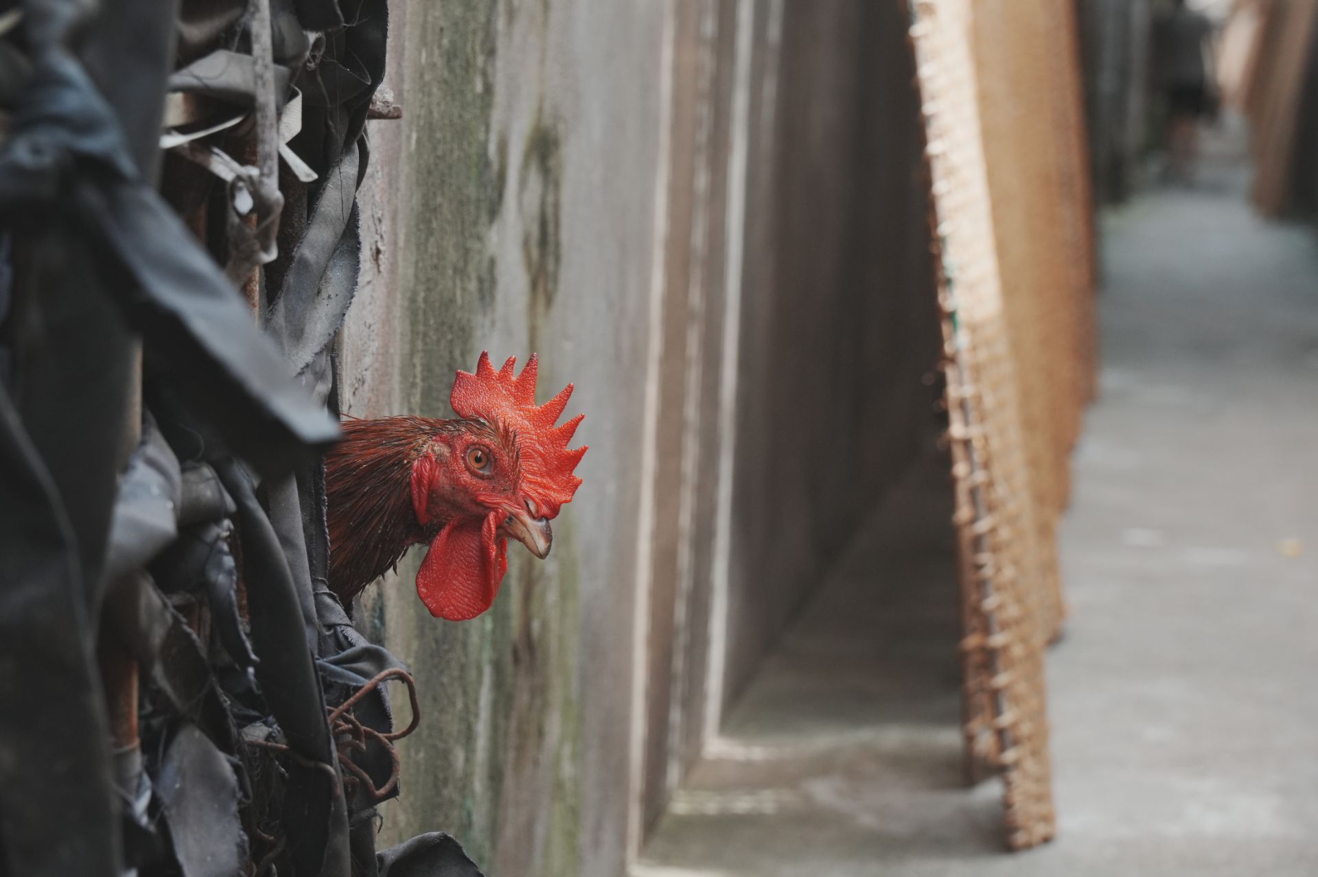 DSC02490.jpg - Professional Photography by Nguyen Tien Linh